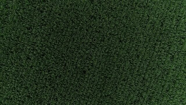 Green corn farm field drone spin top view