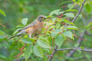 American Robin eating Chokecherries