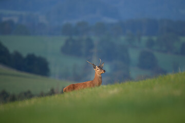 Red deer during rutting time. European wildlife nature. Deer moving on the meadow. Red deer during autumn. Male deer check herd