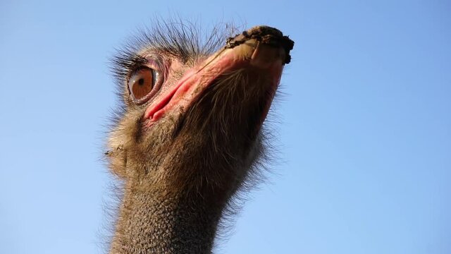 Close-up of an ostrich head.