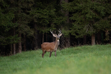 Red deer during rutting time. European wildlife nature. Deer moving on the meadow. Red deer during autumn. Male deer check herd