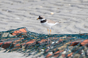 Common ringed Plover on Rottumerplaat The Netherlands.
