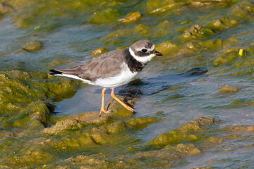 Common ringed plover in Spain Isla Cristina.