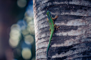 Gecko ou salamandre colorée sur un arbre du jardin botanique