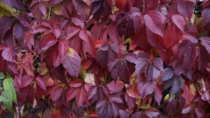 autumn leaves background