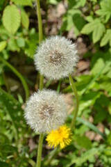 dandelion in the grass