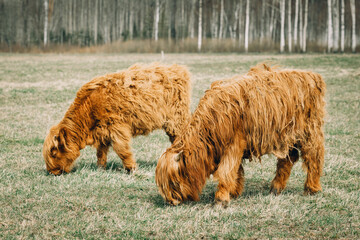 Wild cows, bull and calf eating grass on a spring meadow.