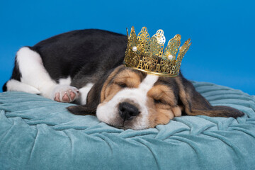 Portrait of a beagle dog pup lying on a blue cushion wearing a golden crown sleeping isolated...