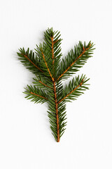 Fir tree branch isolated on white