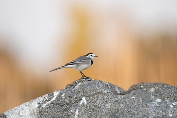 Small white wagtail check surrounding from the rock. Small birds on the bank of the river.  European nature in summer.