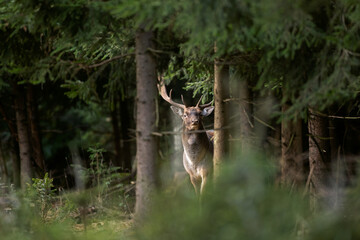 Fallow deer during rutting time. European wildlife nature. Deer moving in the forest. Fallow deer during autumn. 