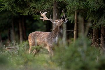 Fallow deer during rutting time. European wildlife nature. Deer moving in the forest. Fallow deer during autumn. 