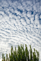Green branches of a tree on a mackerel sky at sunset background