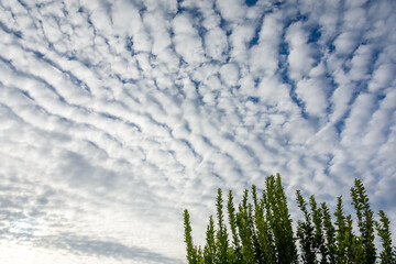 Green branches of a tree on a mackerel sky at sunset background