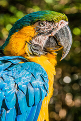 blue and yellow McCaw