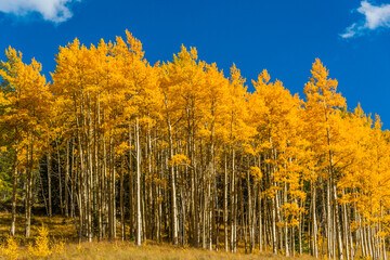 Fototapeta premium Aspen Trees in Fall