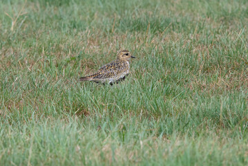 European Golden Plover (Pluvialis apricaria) in the Netherlands.