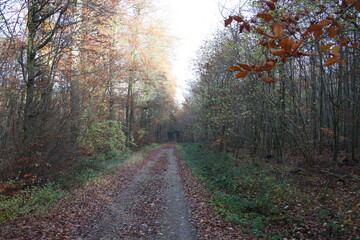 Fototapeta na wymiar forest path 2
