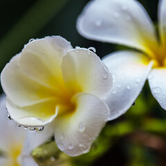 Macro Flower Water Drop close up