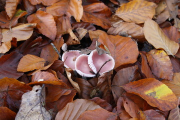 mushrooms in the leaves 2