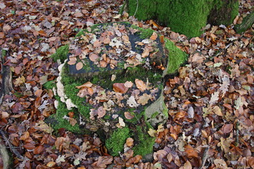 tree stump with moss