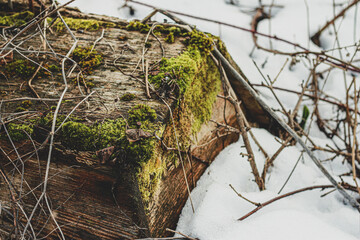 Mossy tree stump covered with snow, old case