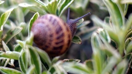 Snail 