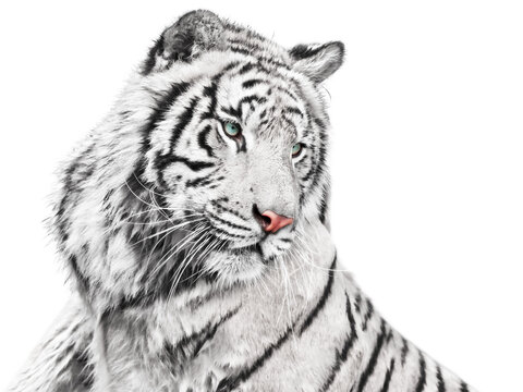 White tiger gracefully looking to the side, isolated on white background