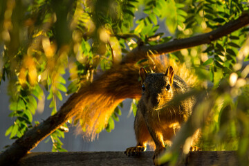 Active squirrel scouting for food