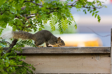 Active squirrel scouting for food