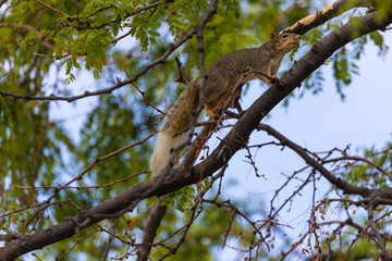 Fototapeta na wymiar Active squirrel scouting for food