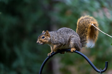Active squirrel scouting for food