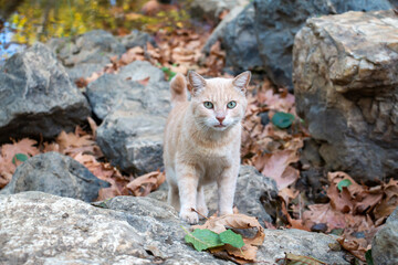 yellow colored cat in rocky area