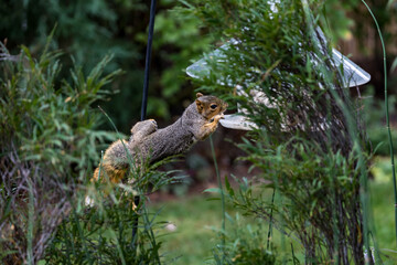 Active squirrel scouting for food