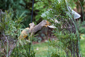 Active squirrel scouting for food