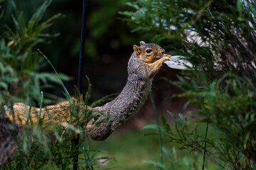 Active squirrel scouting for food