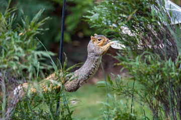 Fototapeta na wymiar Active squirrel scouting for food