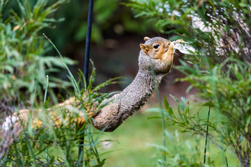 Active squirrel scouting for food