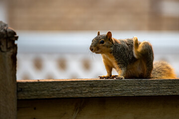 Active squirrel scouting for food