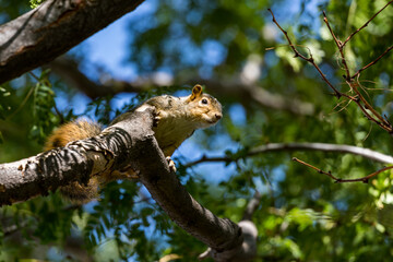 Active squirrel scouting for food