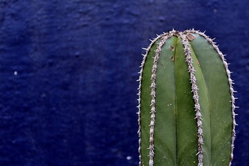 Cactus en Azul
