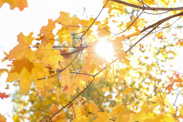 autumn maple leaves on a tree against a sunny sky