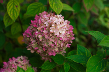 background of hydrangea flower top view