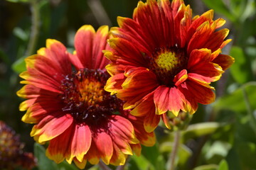Obraz premium Red Dahlia Flower in Garden