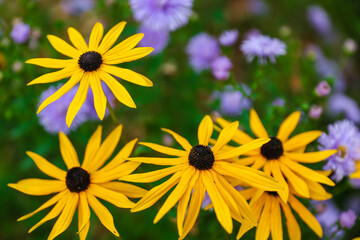 autumn yellow daisies background top view