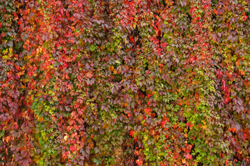 autumn background with colorful ivy