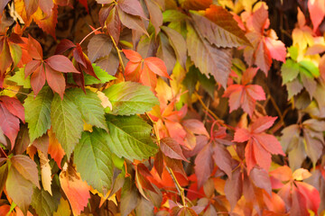 Naklejka na ściany i meble autumn background with colorful ivy