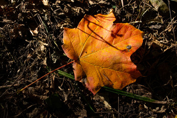 Maple Tree Leaf that Just Let Go Along a Trail in the Cuyahoga Valley National Park