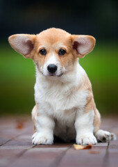 little welsh corgi puppy for a walk in the park
