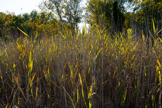 Reeds in the Station Road area in the Cuyahoga Valley National Park